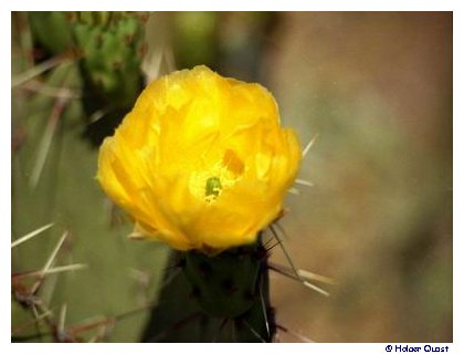 Organ Pipe Cactus National Monument