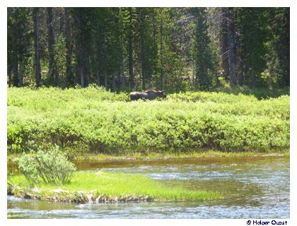 Elch im Yellowstone