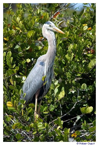 Vogelwelt im Everglades National Park