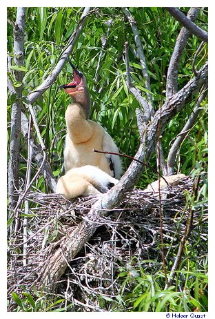 HUNGER!!! - Vogelwelt im Everglades National Park