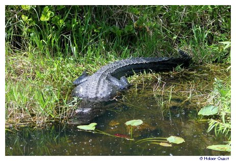 Aligator im Everglades National Park