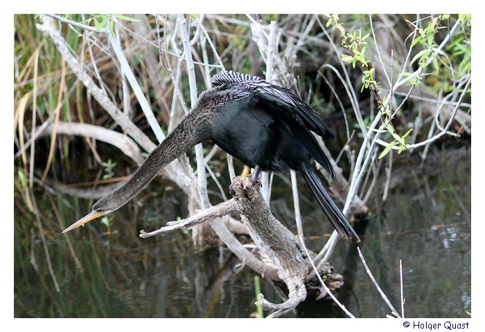Anhinga -  Schlagenhalsvogel im Everglades National Park