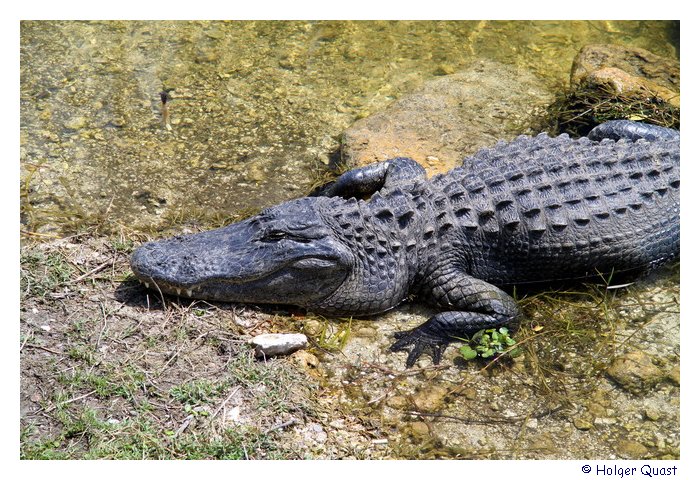 Aligator beim Sonnenbaden m Big Cypress National Preserve Visitor Center