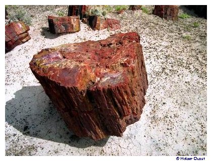 Petrified Wood, Petrified Forest