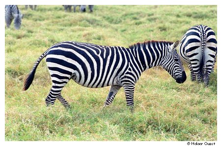 Zebra - Tsavo