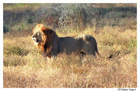 Löwe im Tsavo National Park